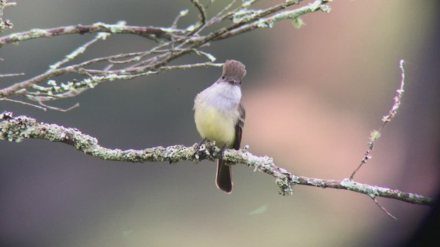 Brown-crested Flycatcher - ML473823171