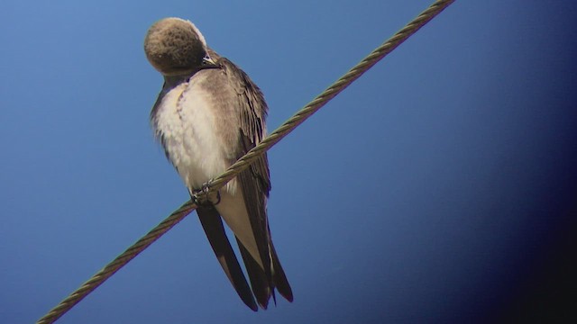 Brown-chested Martin - ML473823781