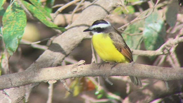 Lesser Kiskadee - ML473824521