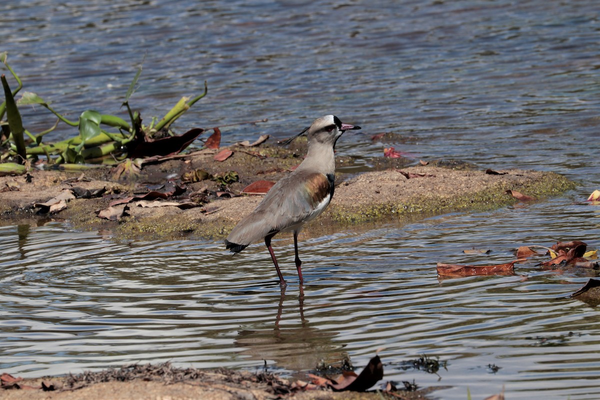 Southern Lapwing - ML473824731