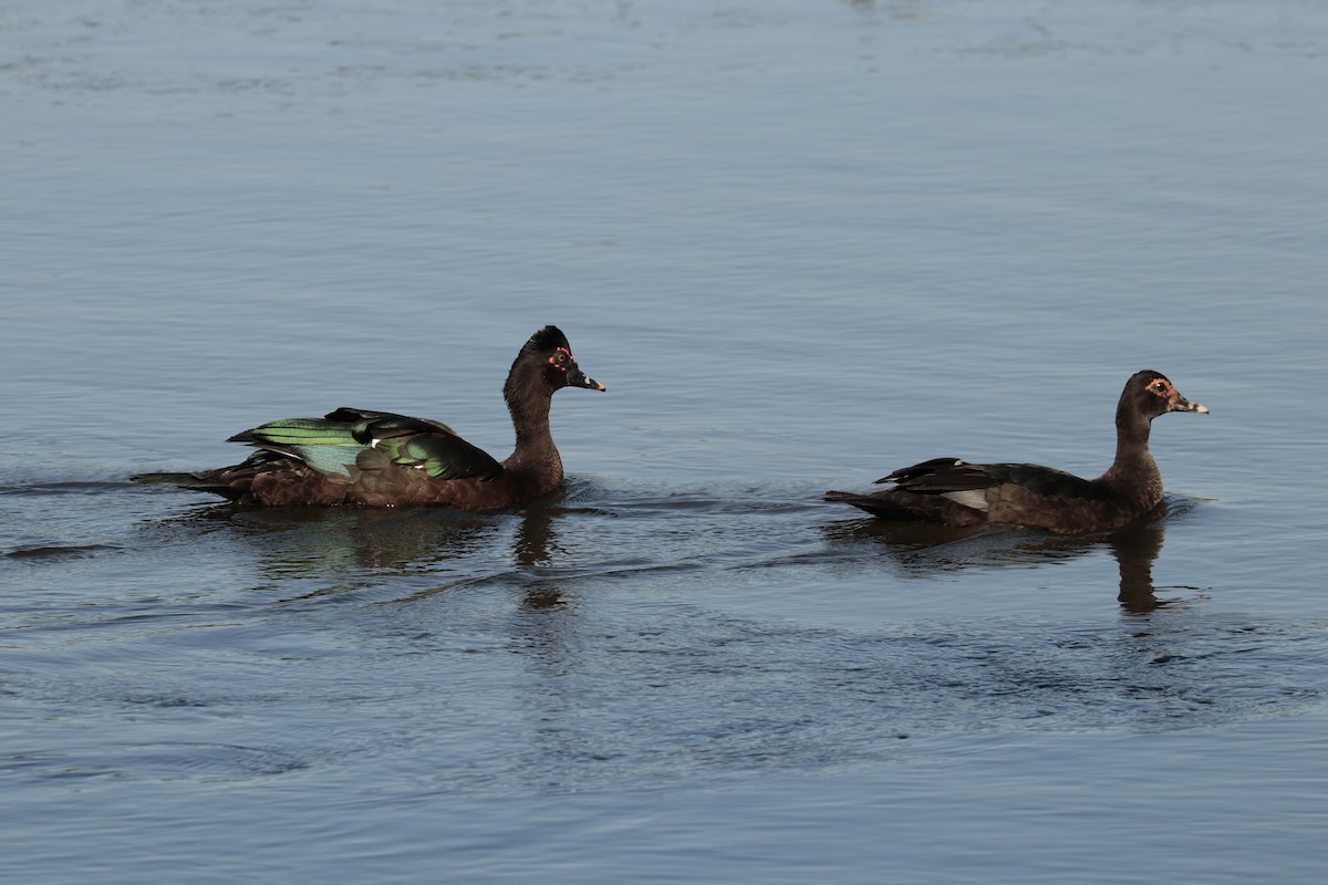 Muscovy Duck - ML473824761