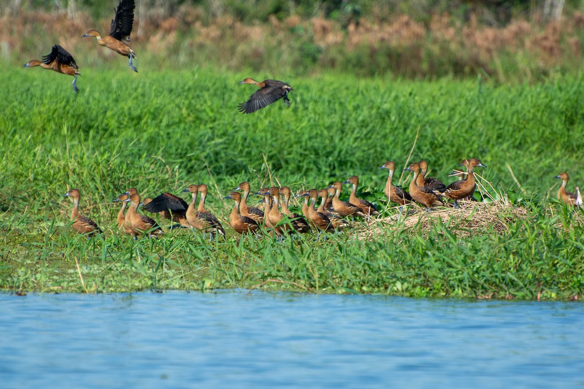 Dendrocygne fauve - ML473825351