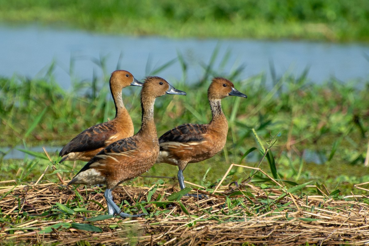 Dendrocygne fauve - ML473825361