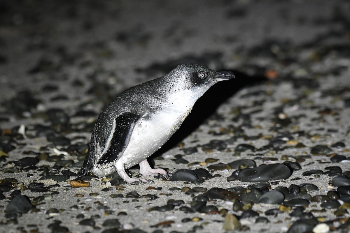 Little Penguin - Trevor Evans