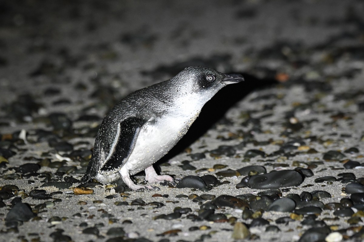 Little Penguin - ML473825371