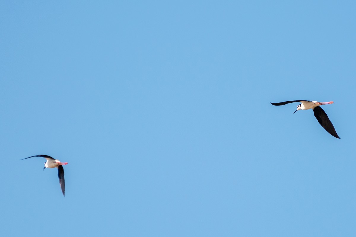 Black-necked Stilt - Marcos Eugênio Birding Guide