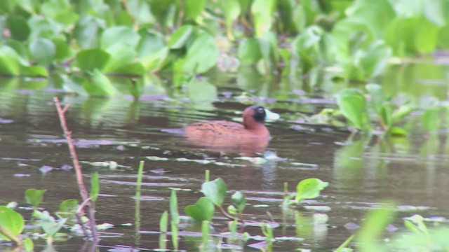 Masked Duck - ML473827281