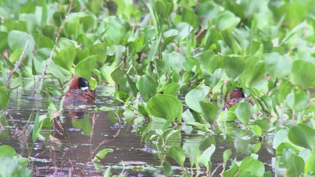 Masked Duck - ML473827301