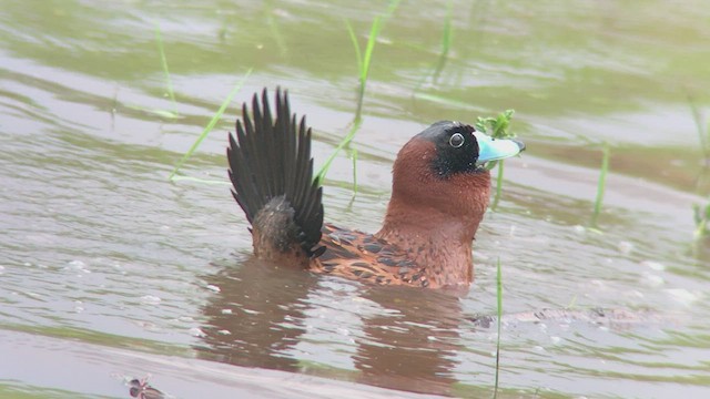 Masked Duck - ML473827311