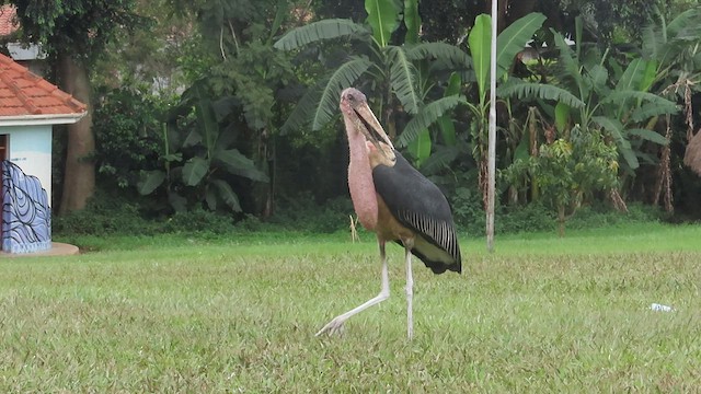 Marabou Stork - ML473831041