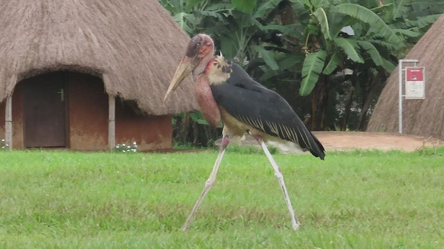 Marabou Stork - ML473831101