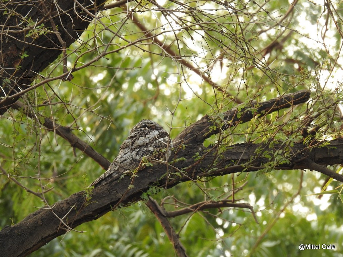 Jungle Nightjar - Mittal Gala