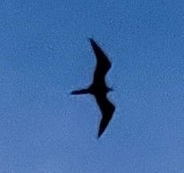 Magnificent Frigatebird - ML473832941