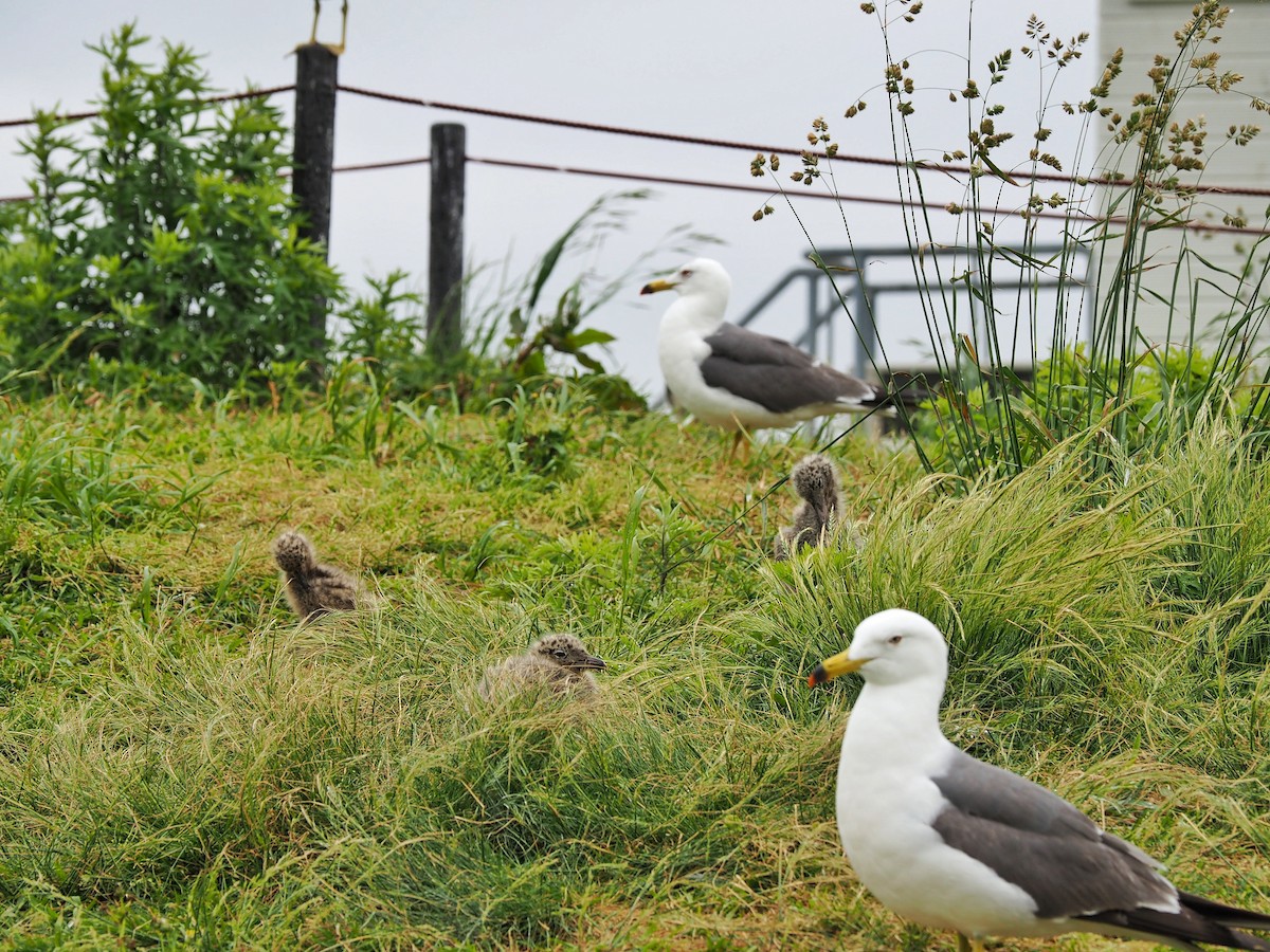 Black-tailed Gull - Leijun Zhuang