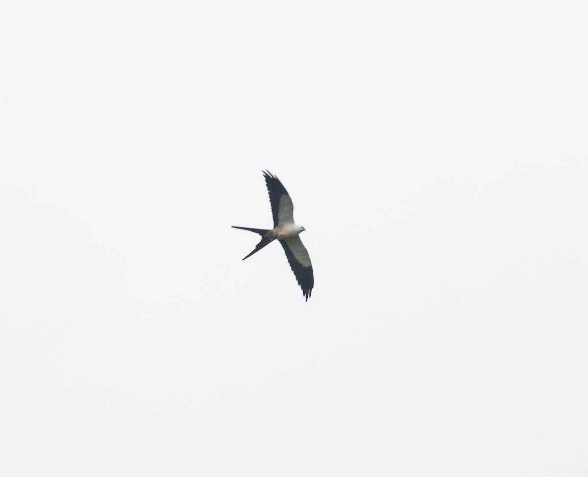 Swallow-tailed Kite - ML473833981