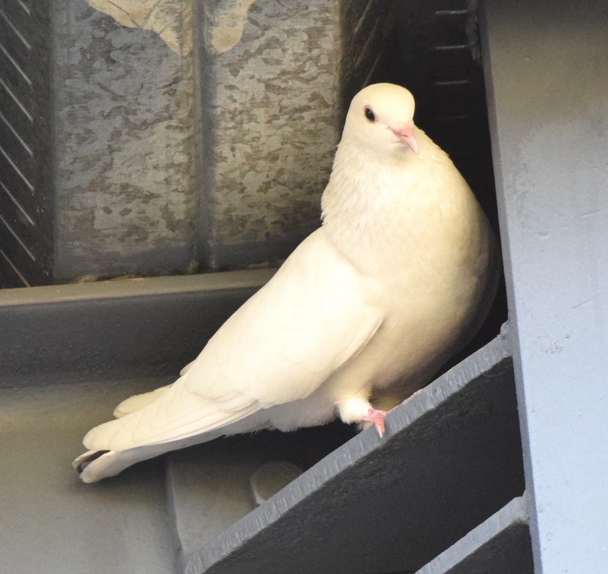 holub skalní (domácí) - ML473835181