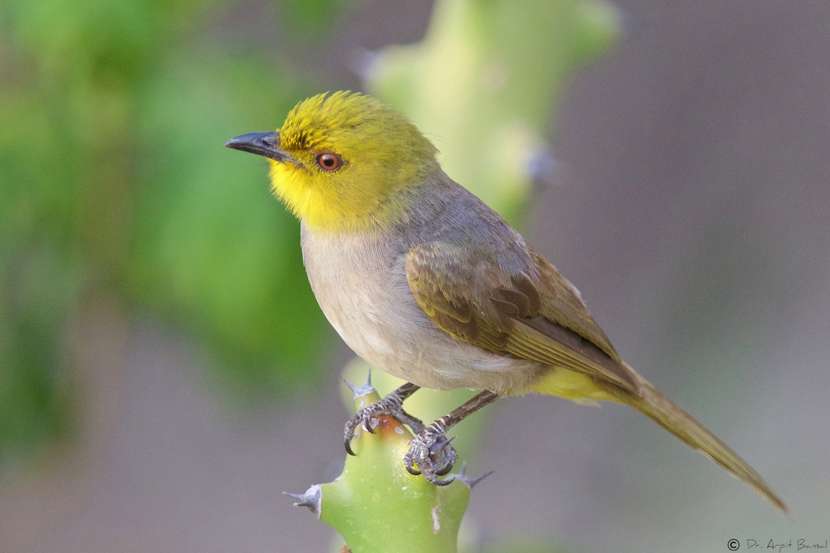 Yellow-throated Bulbul - Arpit Bansal