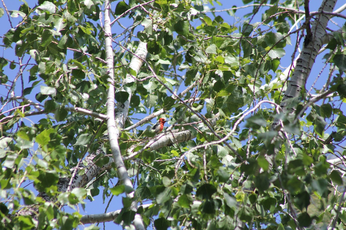 Red-breasted Sapsucker - ML473837551