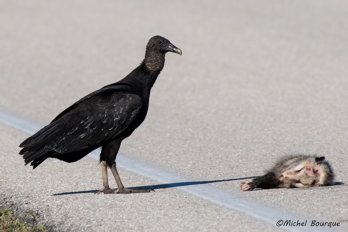 Black Vulture - ML473837671