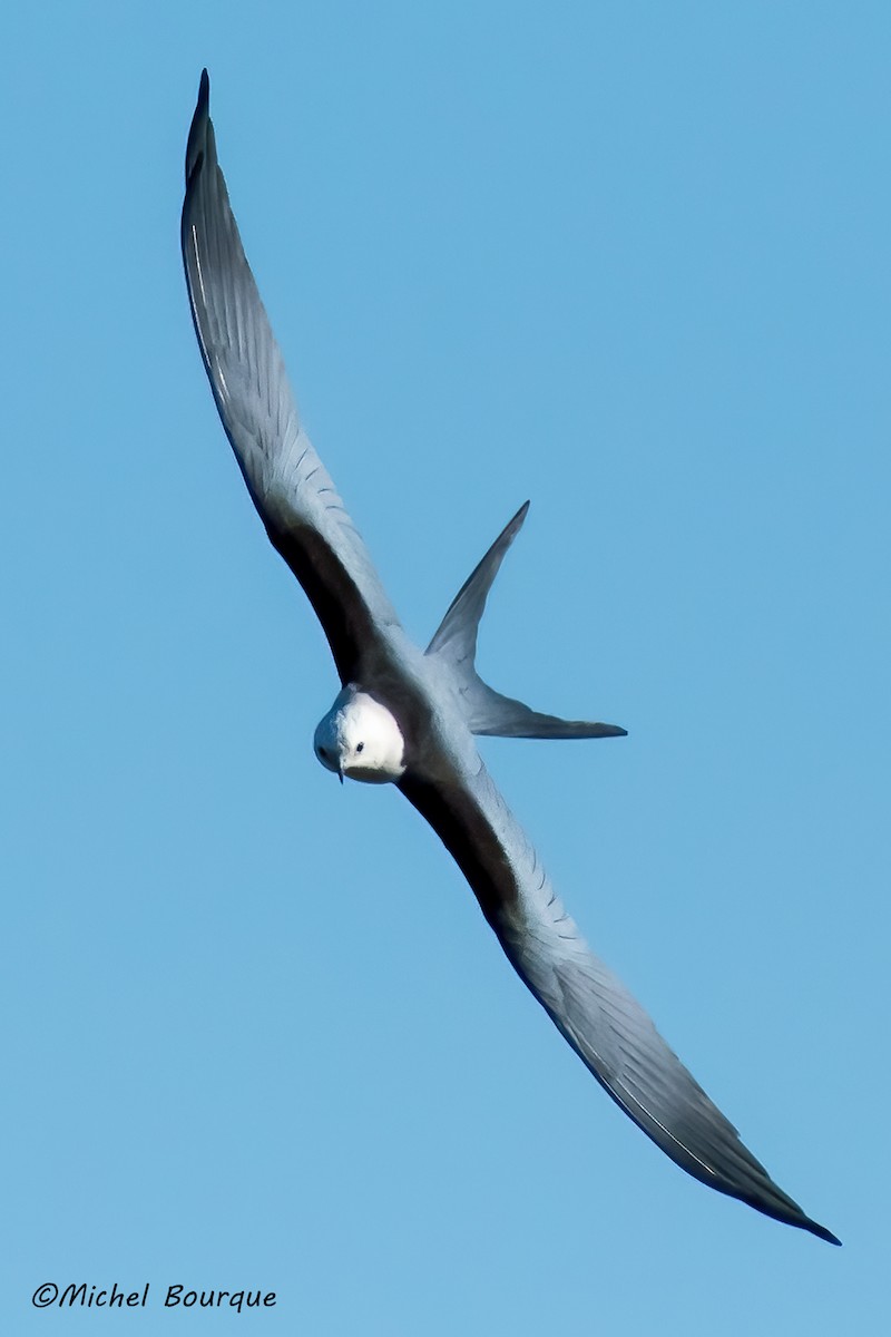 Swallow-tailed Kite - ML473837701