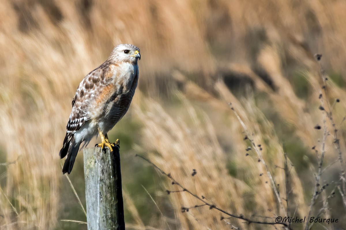 Red-shouldered Hawk - ML473837721