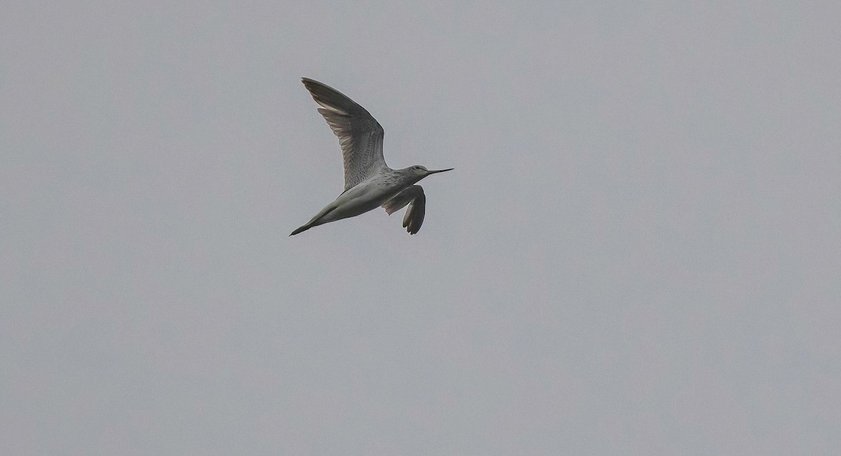 Common Greenshank - ML473838161