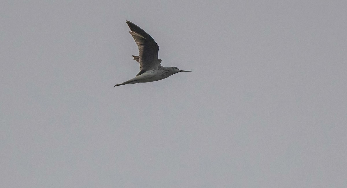 Common Greenshank - ML473838171