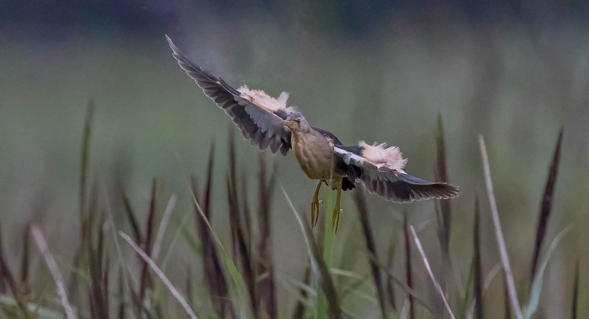 Little Bittern - Francisco Pires