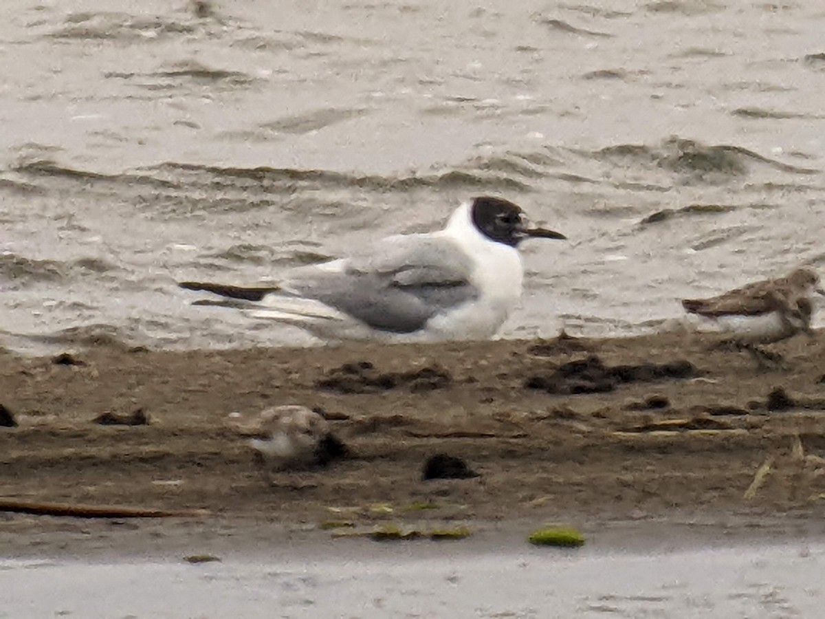 Mouette de Bonaparte - ML473838821