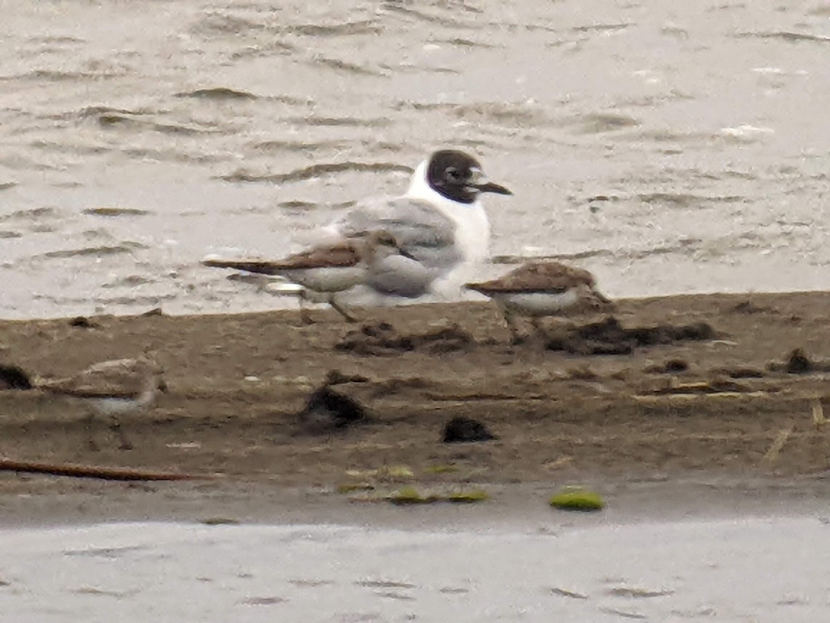 Bonaparte's Gull - ML473838871