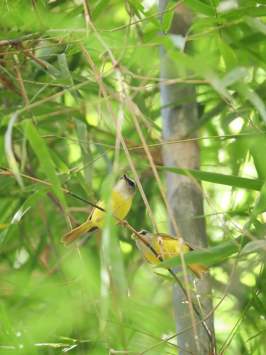 Yellow-bellied Warbler - ML473839051