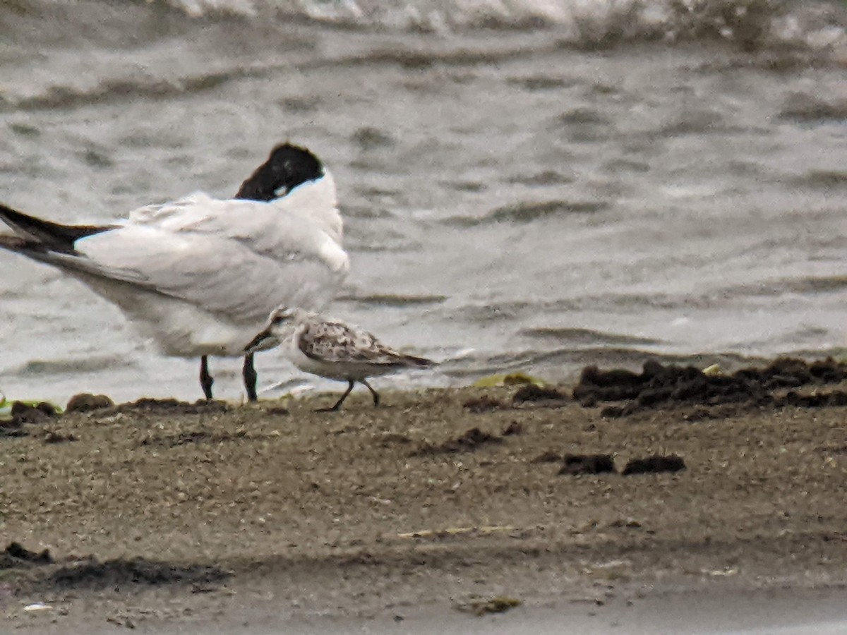 Sanderling - ML473839081