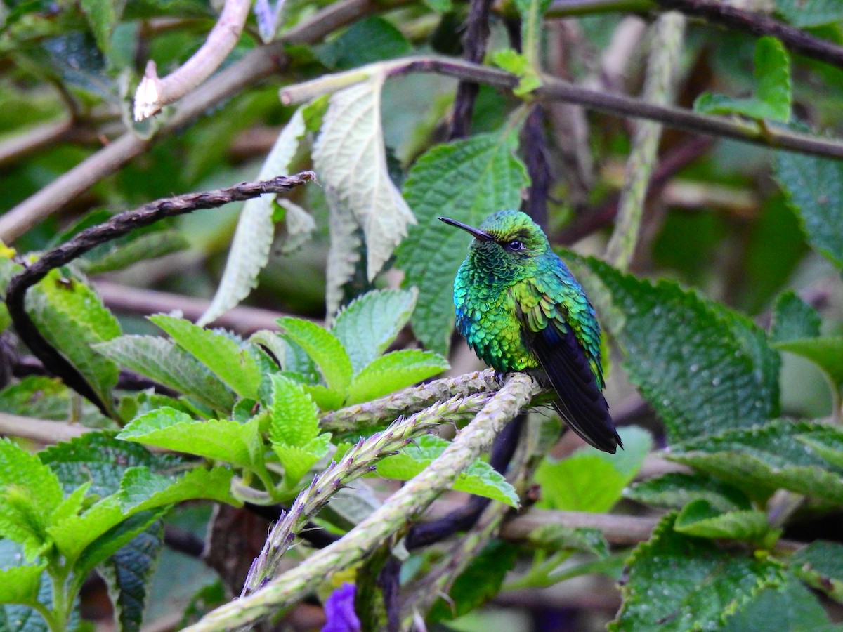 Red-billed Emerald - ML473842311