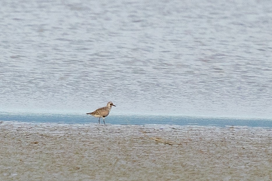 Black-bellied Plover - ML473842661