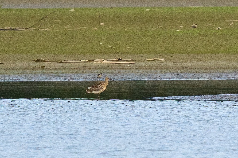 Eurasian Curlew - ML473842691