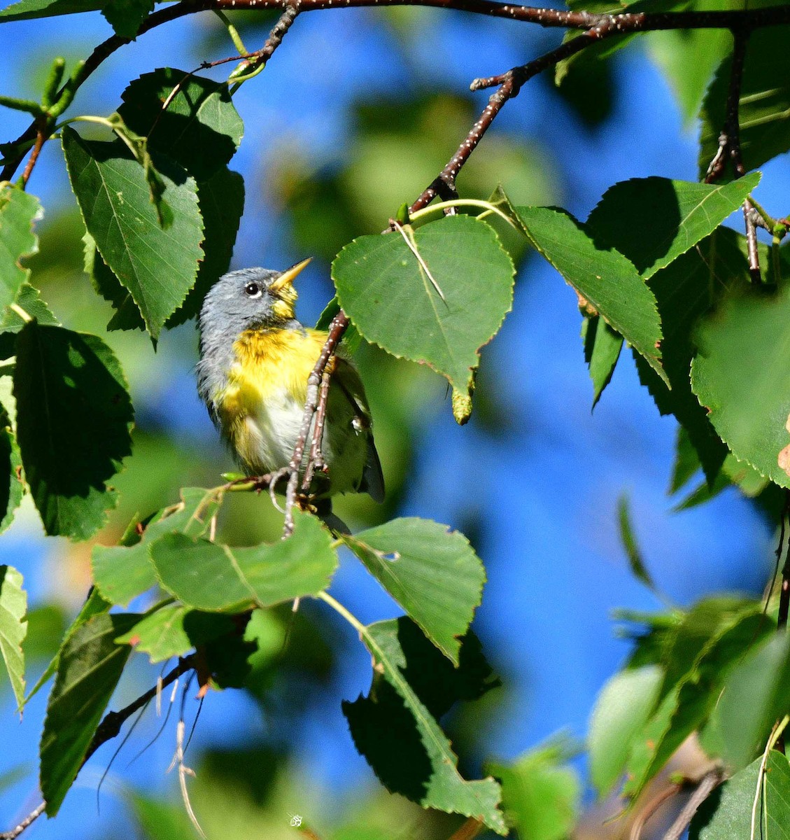 Northern Parula - ML473842781