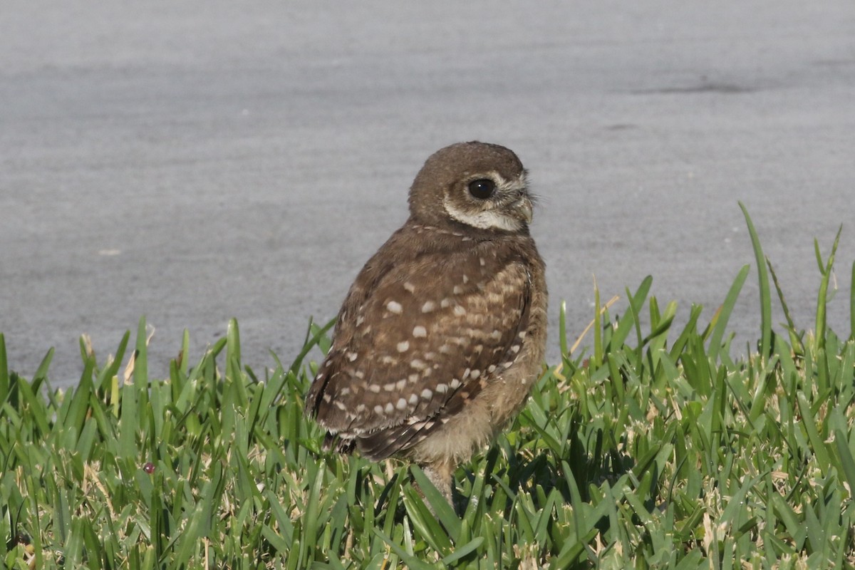 Burrowing Owl - ML473843061