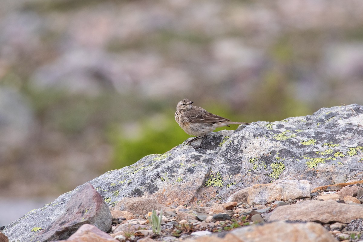 American Pipit - Rain Saulnier