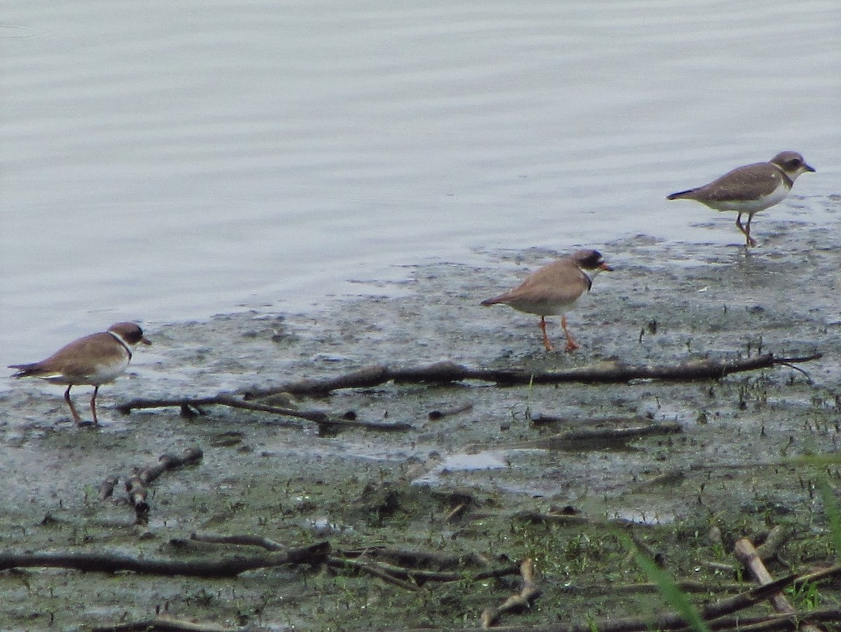 Semipalmated Plover - ML473843941