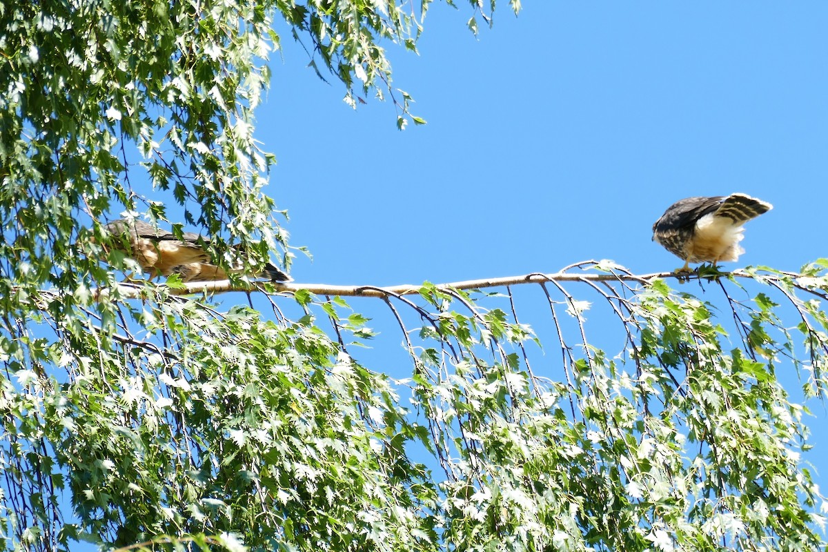 Merlin - ML473846151