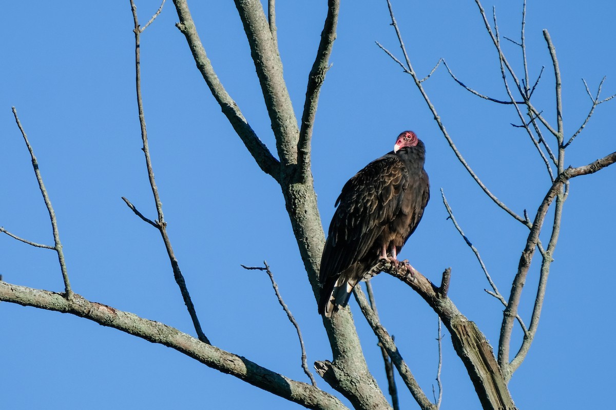 Turkey Vulture - John Lee