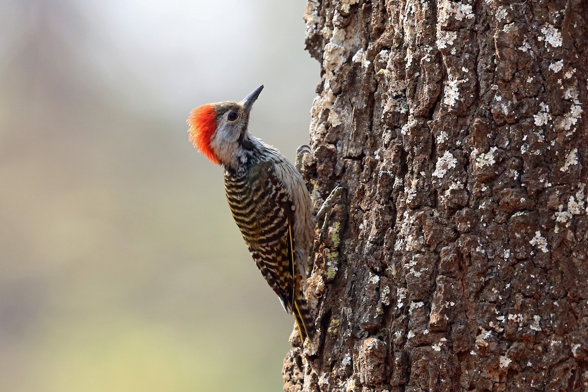 Cardinal Woodpecker - ML47384671