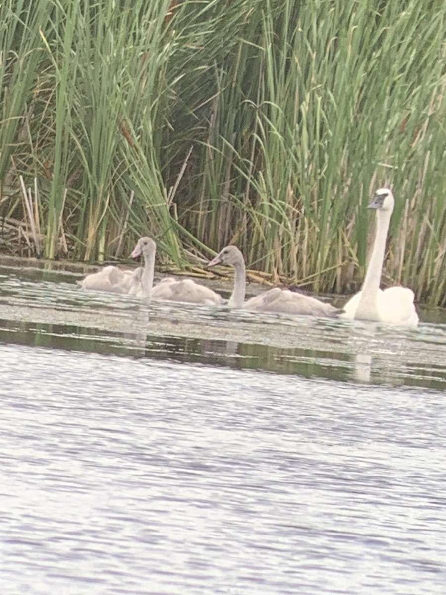 Cygne trompette - ML473847871