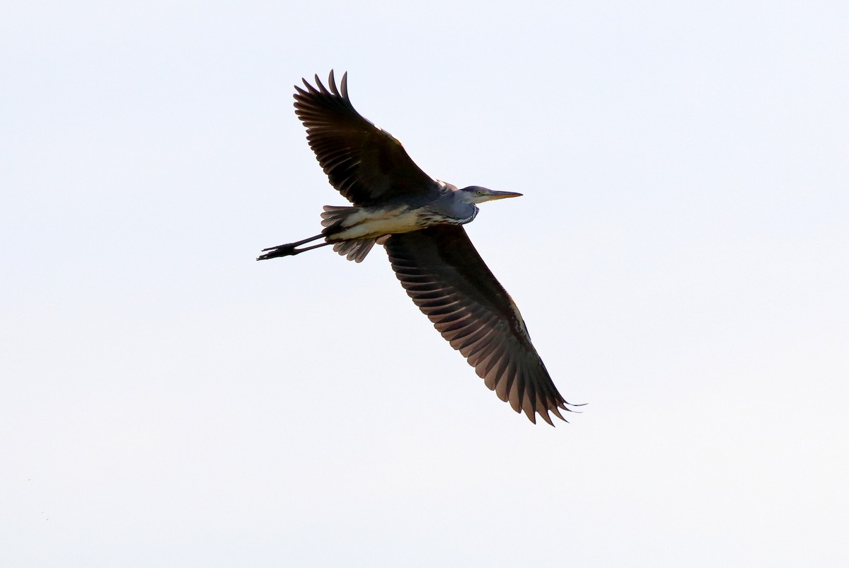 Gray Heron - ML473848831