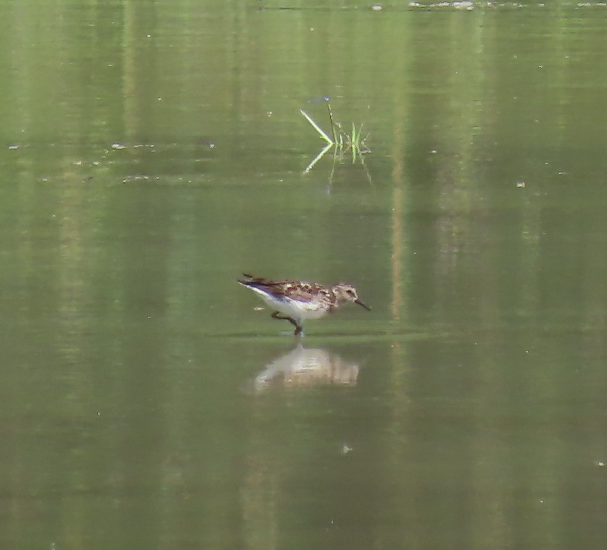 White-rumped Sandpiper - ML473850111