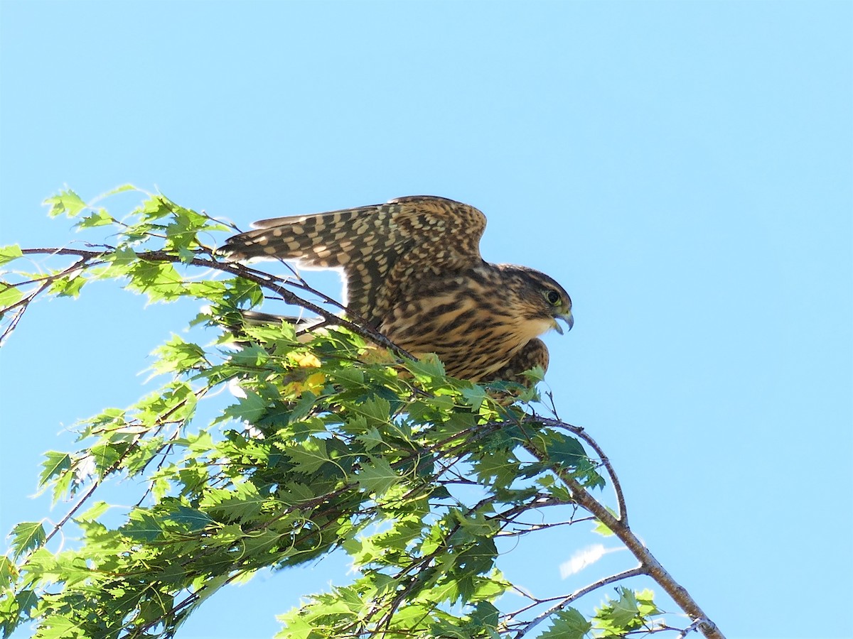 Merlin - ML473850631