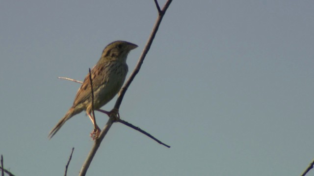Henslow's Sparrow - ML473851