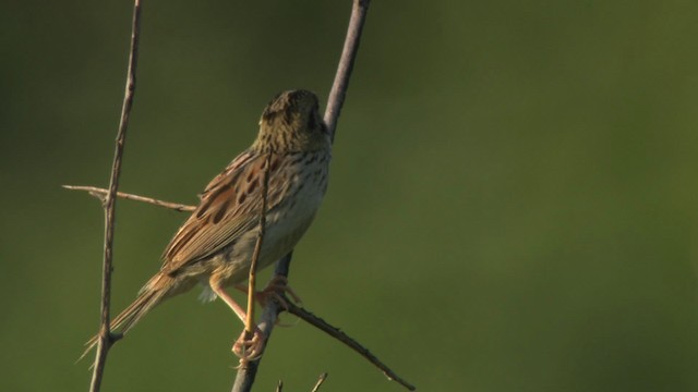 Henslow's Sparrow - ML473852