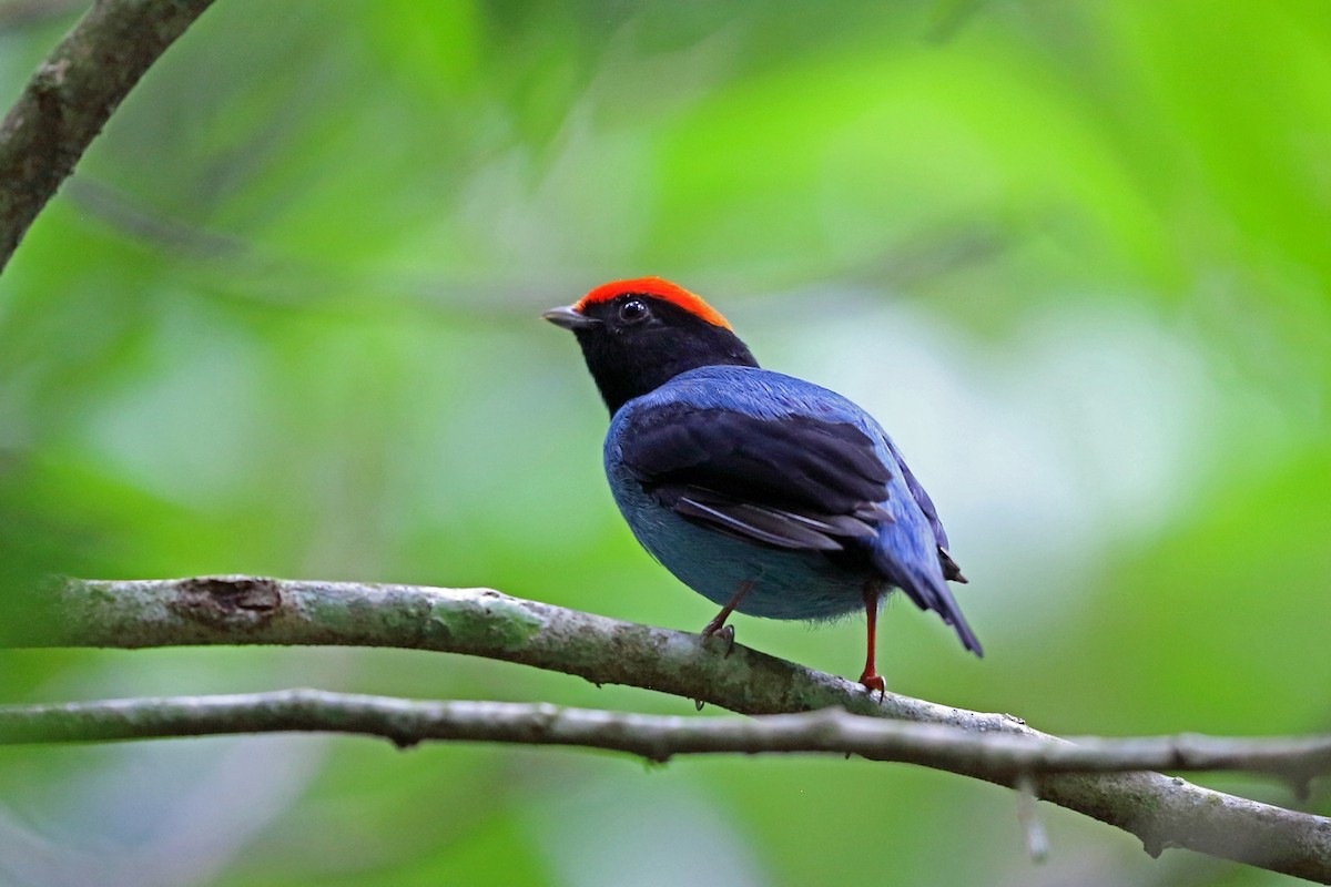 Swallow-tailed Manakin - Nigel Voaden