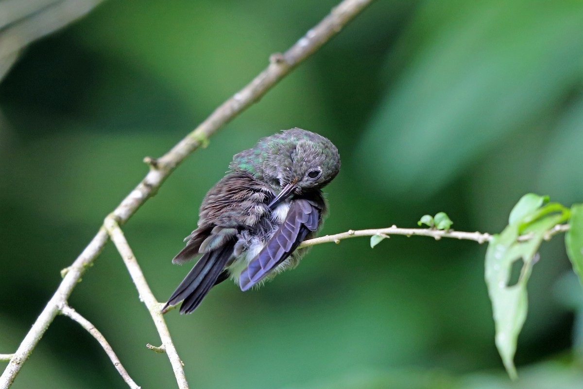 Sombre Hummingbird - Nigel Voaden